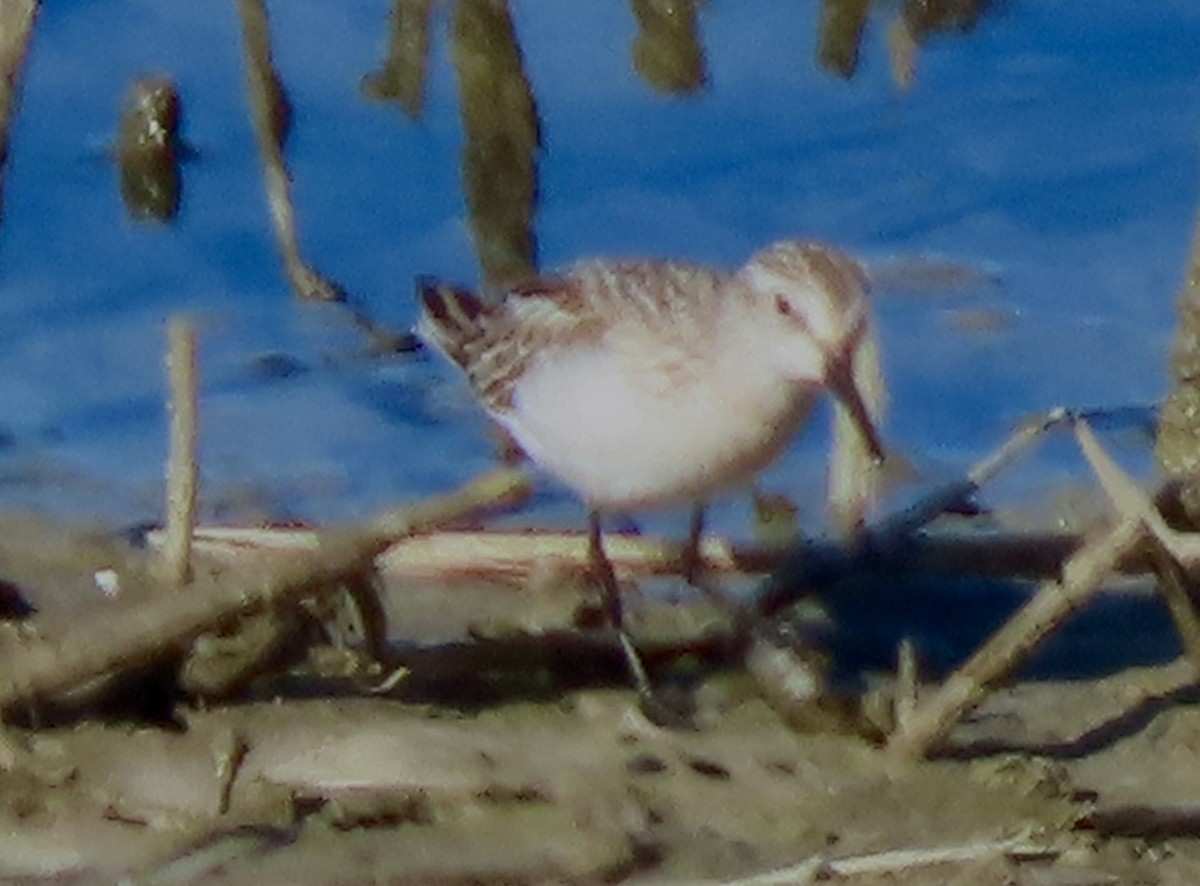 Calidris, unbestimmt - ML643683365