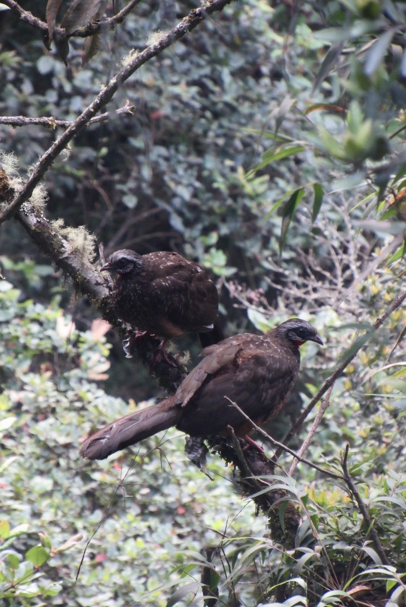 Andean Guan - ML643683385