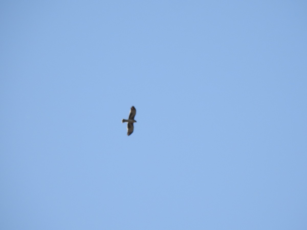 Little Eagle - ML643683386