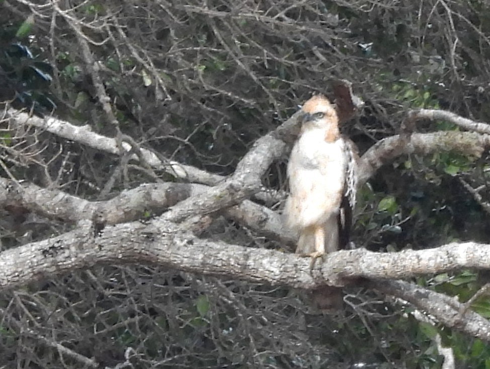 Changeable Hawk-Eagle - ML643683392