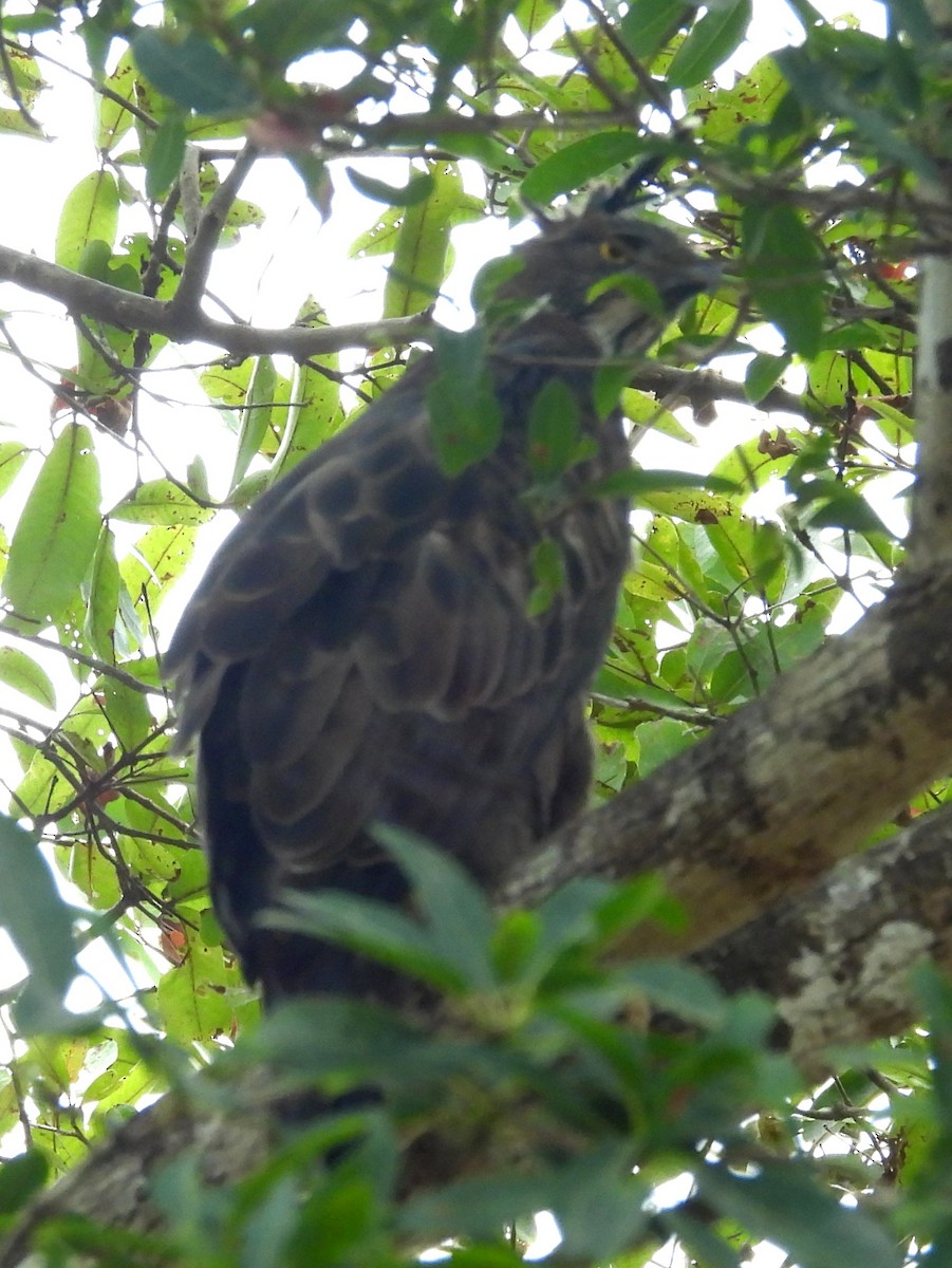 Changeable Hawk-Eagle - ML643683393