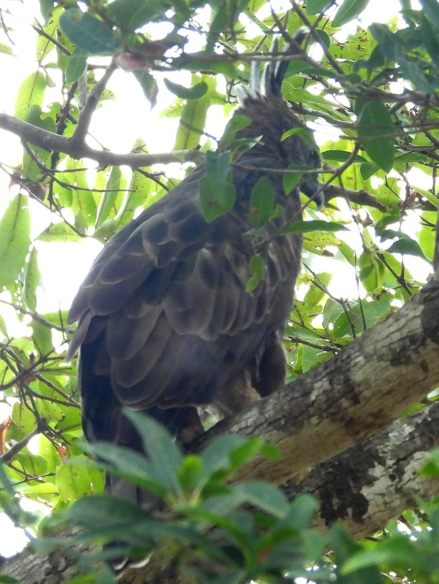 Changeable Hawk-Eagle - ML643683394