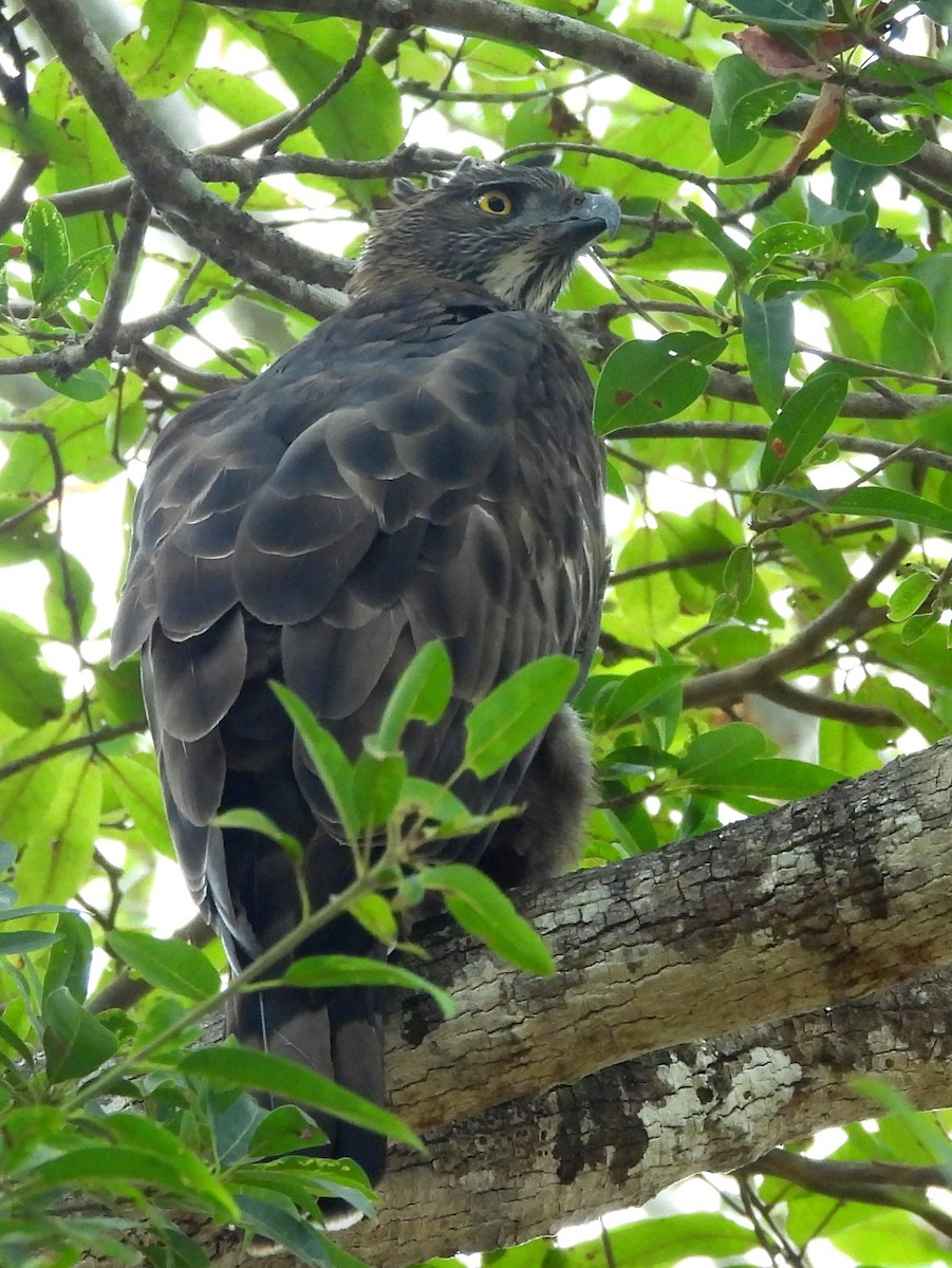 Changeable Hawk-Eagle - ML643683395
