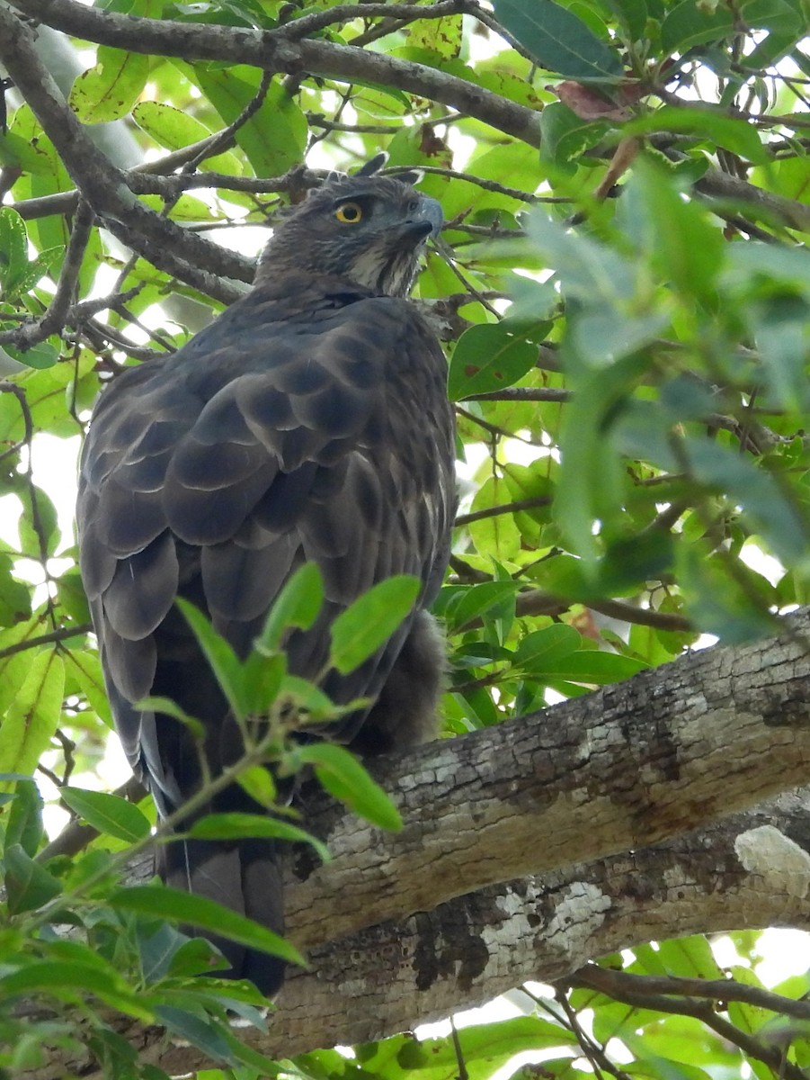 Changeable Hawk-Eagle - ML643683396