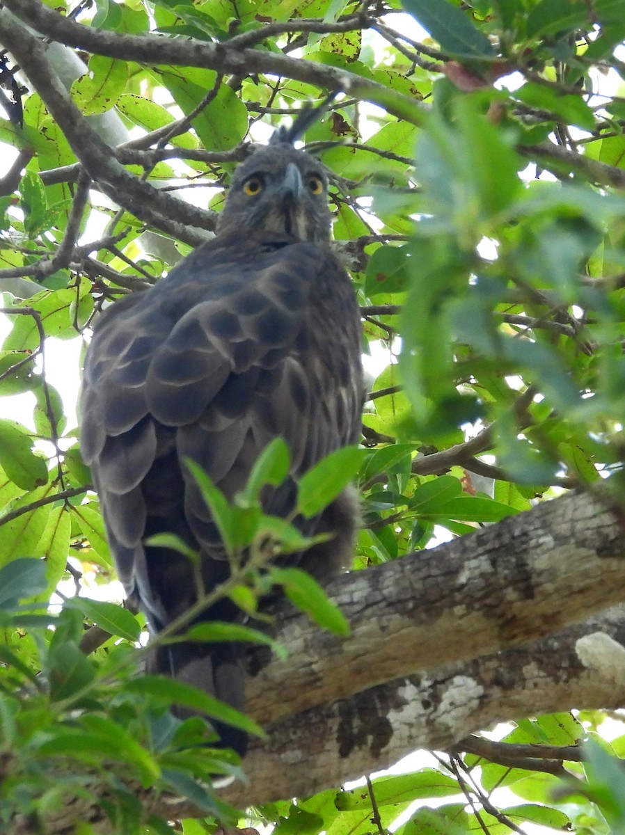 Changeable Hawk-Eagle - ML643683397