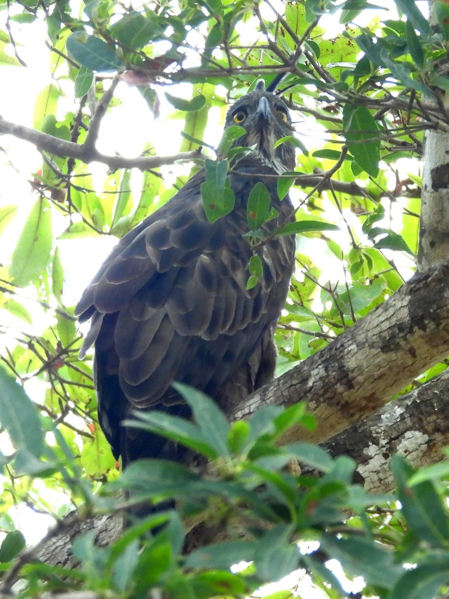 Changeable Hawk-Eagle - ML643683398