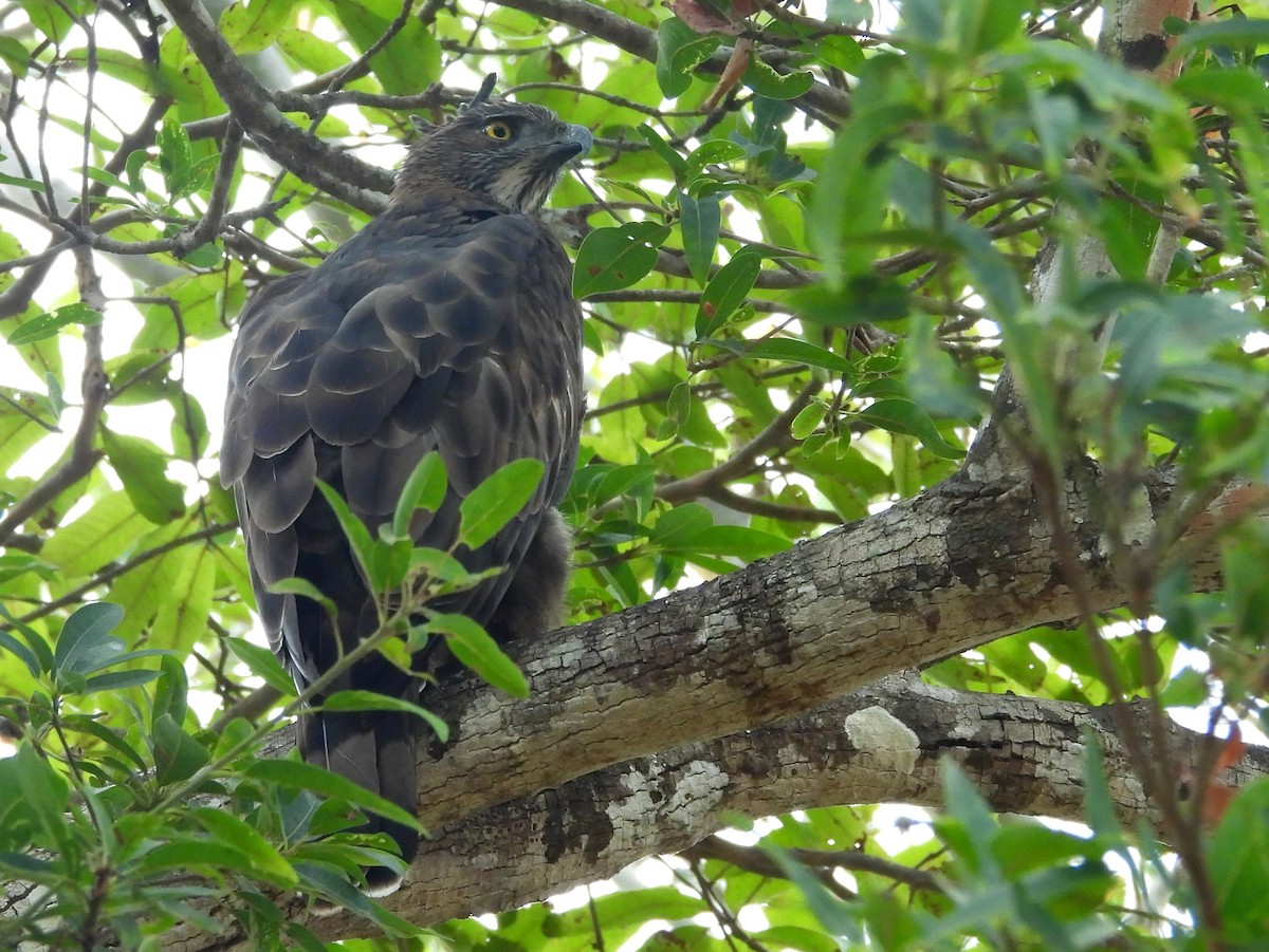 Changeable Hawk-Eagle - ML643683399