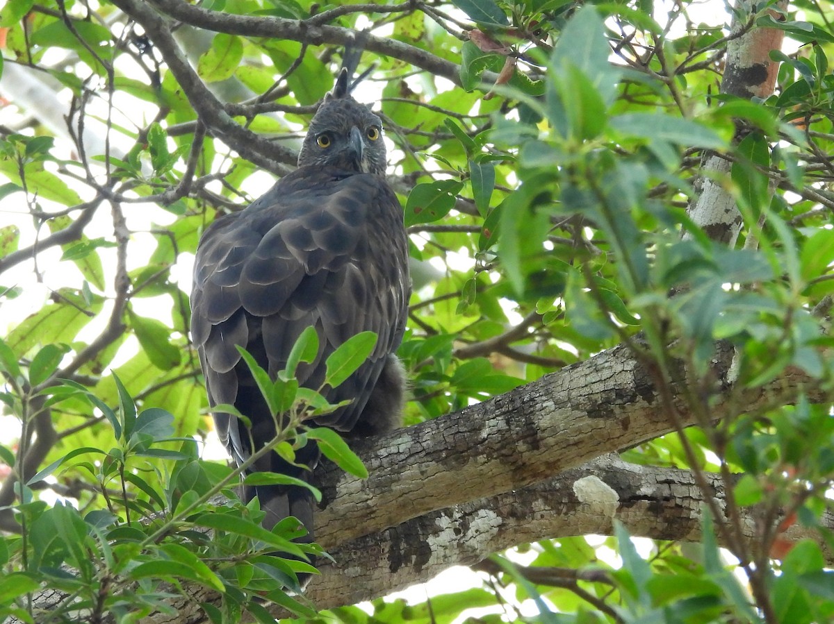 Changeable Hawk-Eagle - ML643683400