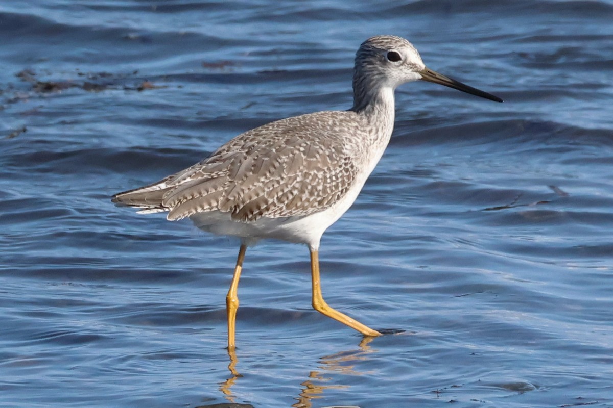 Greater Yellowlegs - ML643683407