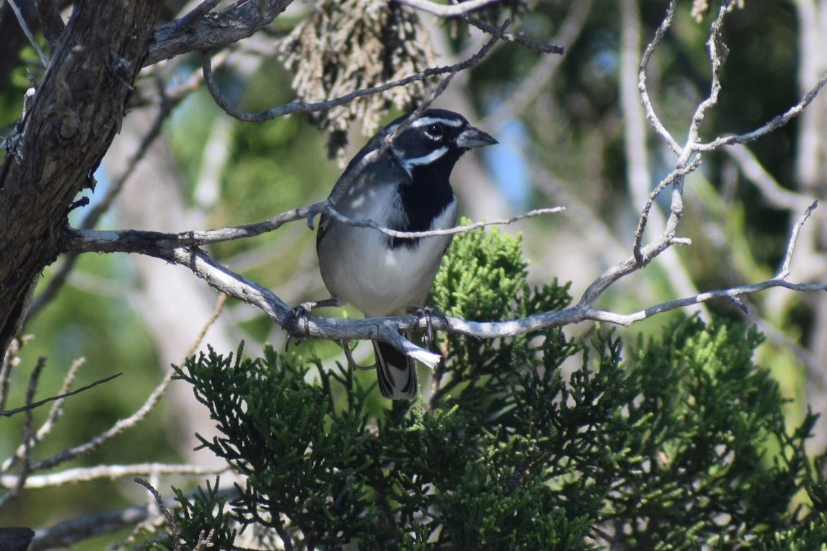 Black-throated Sparrow - ML643683452