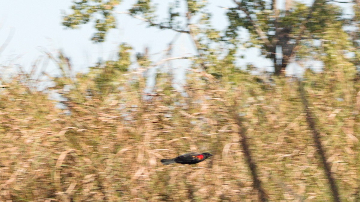 Red-winged Blackbird - ML643683467