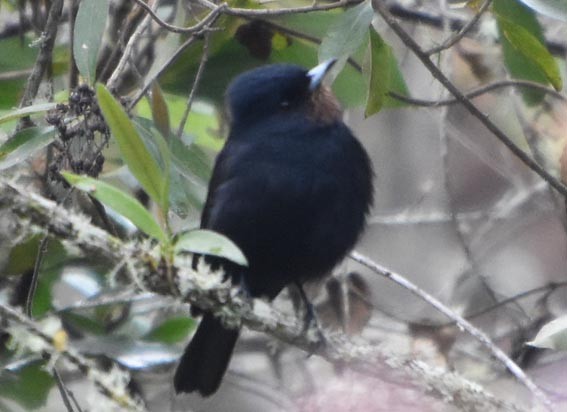 Velvety Black-Tyrant - ML643683477