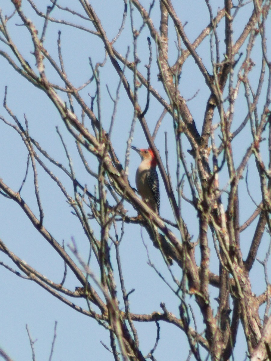 Red-bellied Woodpecker - ML643683478