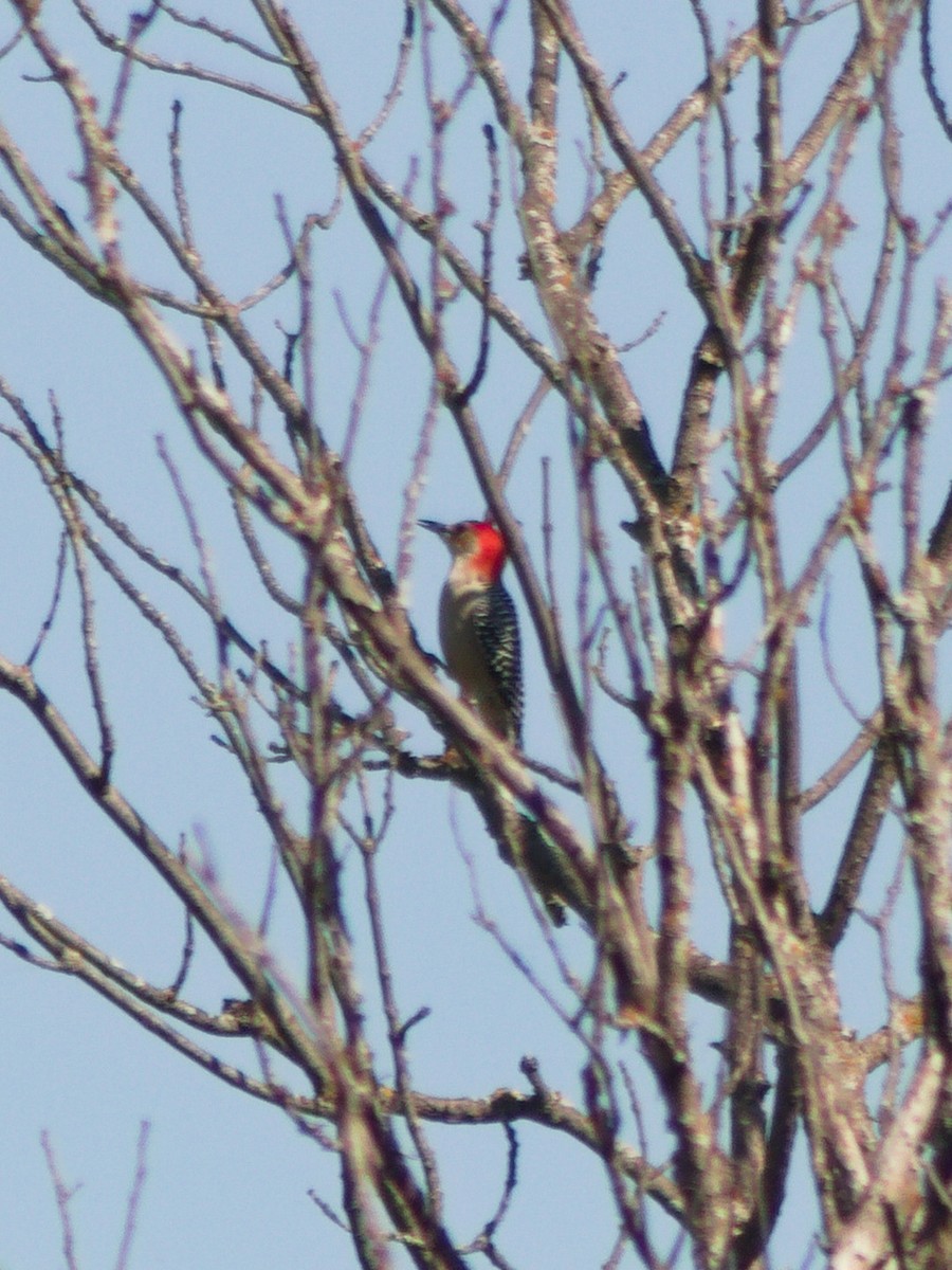 Red-bellied Woodpecker - ML643683480