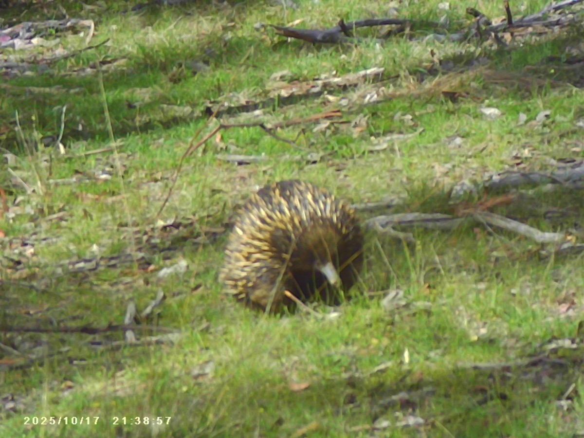 Echidnas - ML643683481