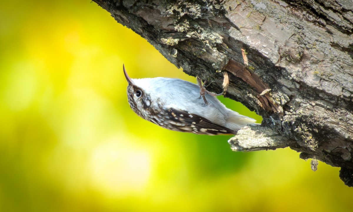 Brown Creeper - ML643683484