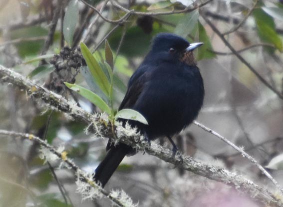 Velvety Black-Tyrant - ML643683485