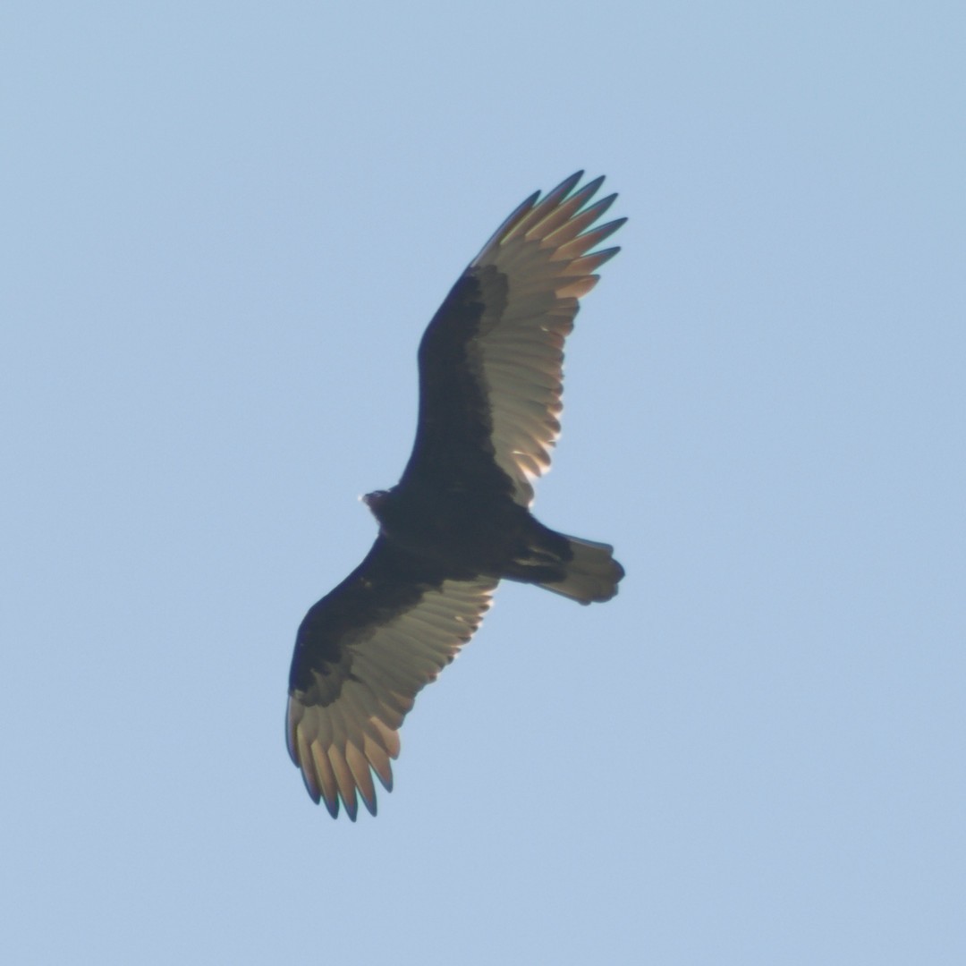 Turkey Vulture - ML643683486