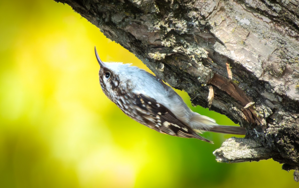 Brown Creeper - ML643683487