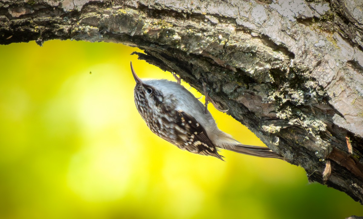 Brown Creeper - ML643683490