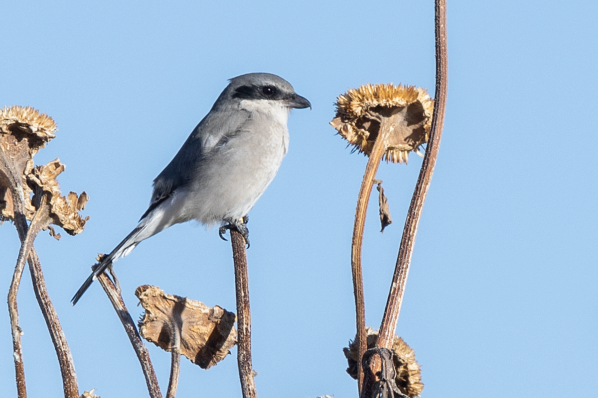 ťuhýk americký - ML643683510