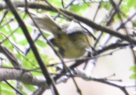 Rufous-crowned Greenlet - ML643683522