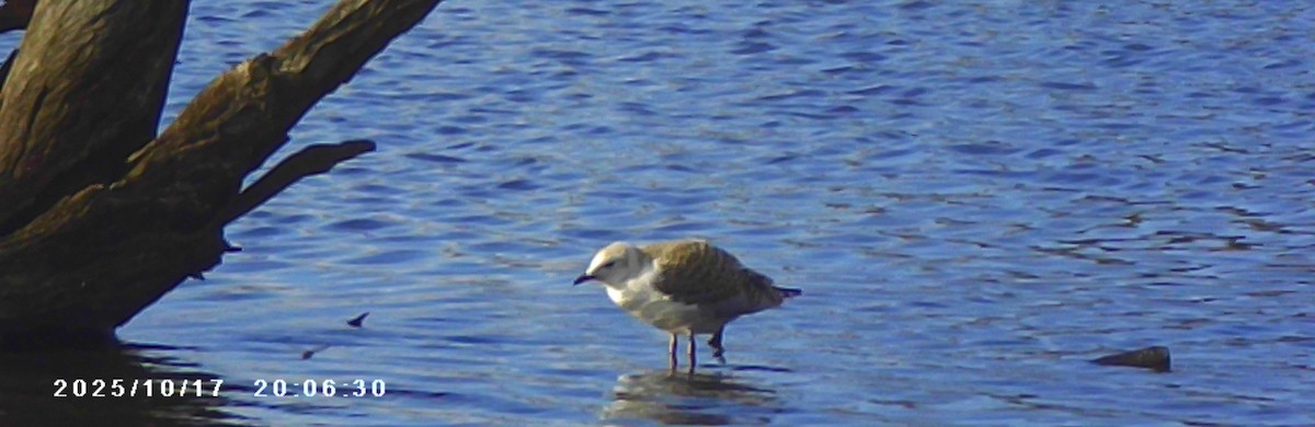 Silver Gull - ML643683530