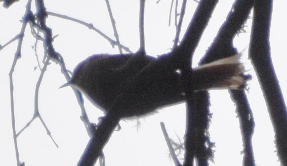 Rufous-crowned Greenlet - ML643683532