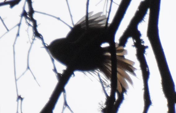 Rufous-crowned Greenlet - ML643683534