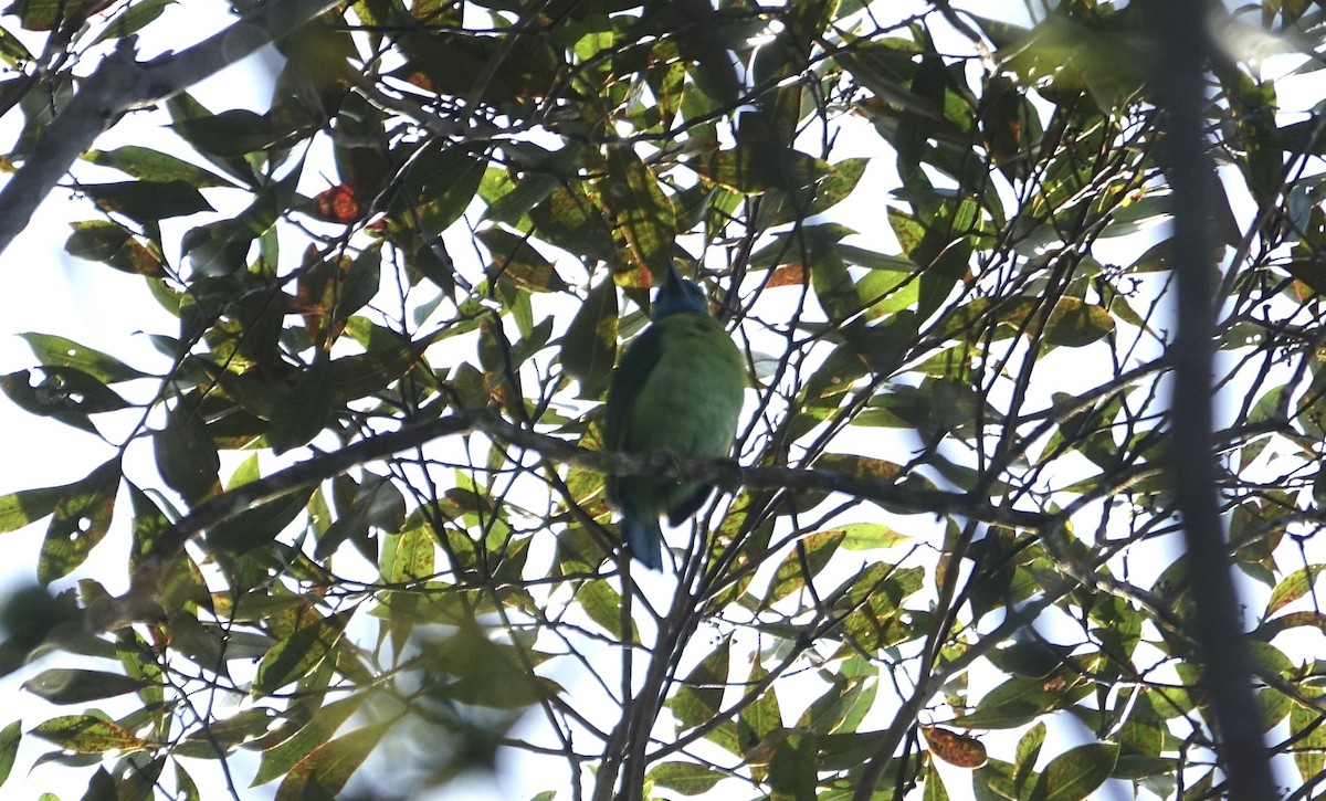 Golden-naped Barbet - ML643683535