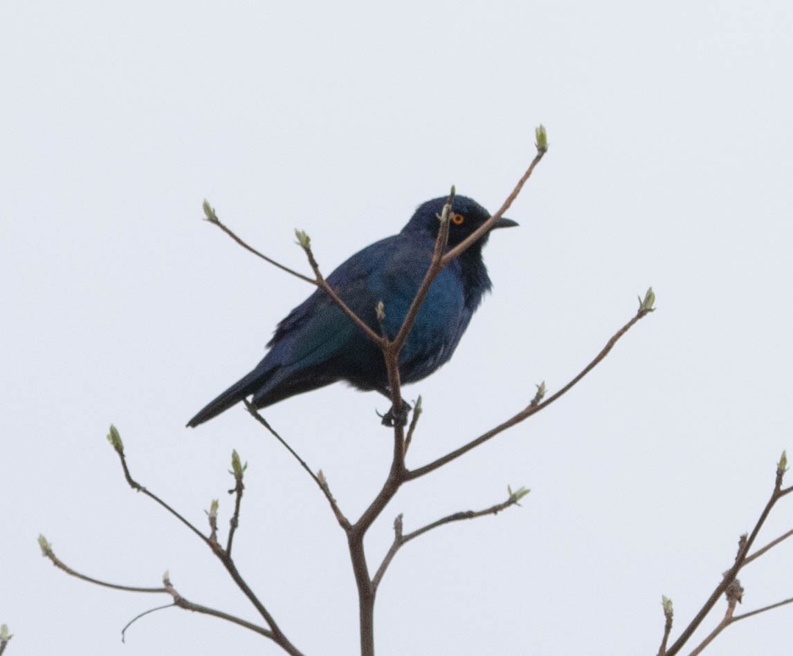 Cape Starling - ML643683541