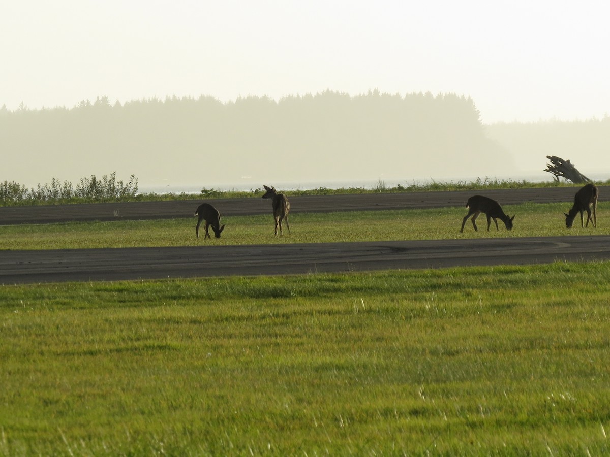 Animals - ML643683555