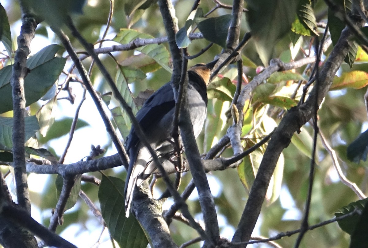 Fruit-hunter - ML643683556