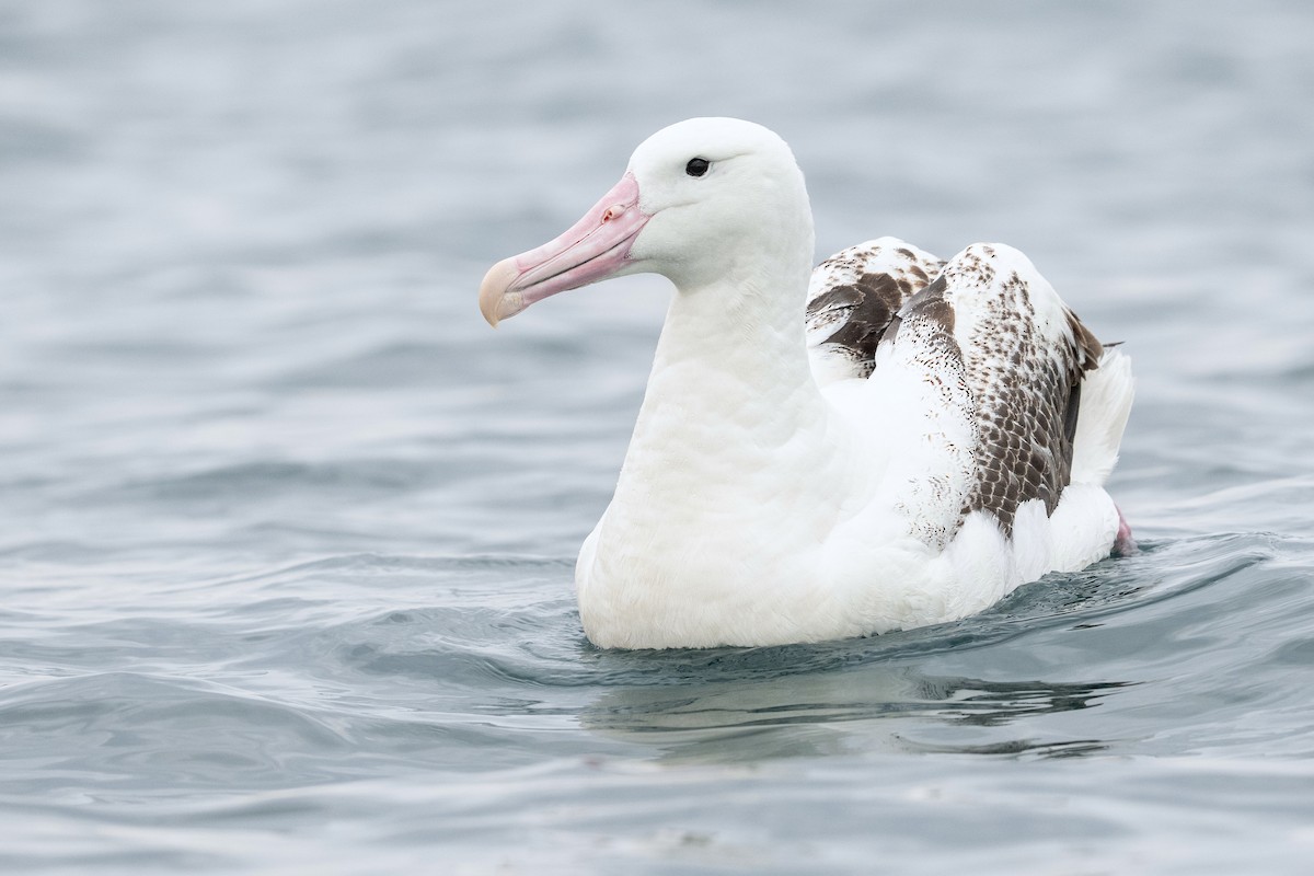 Southern Royal Albatross - ML643683573