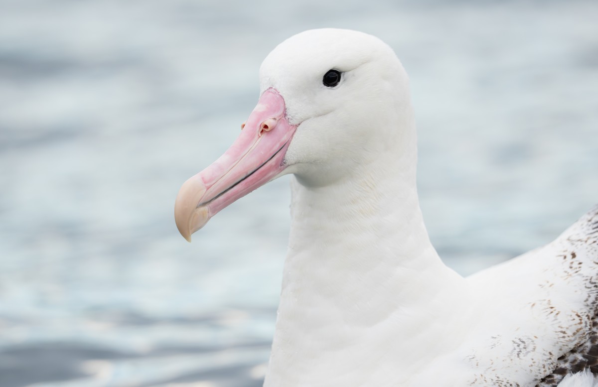 Southern Royal Albatross - ML643683574