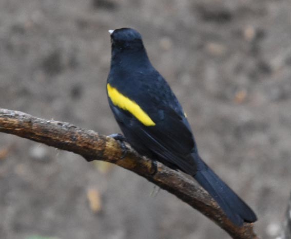 Golden-winged Cacique - ML643683575