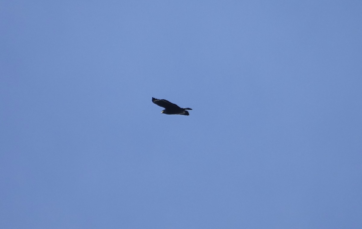 Mountain Serpent-Eagle - ML643683577