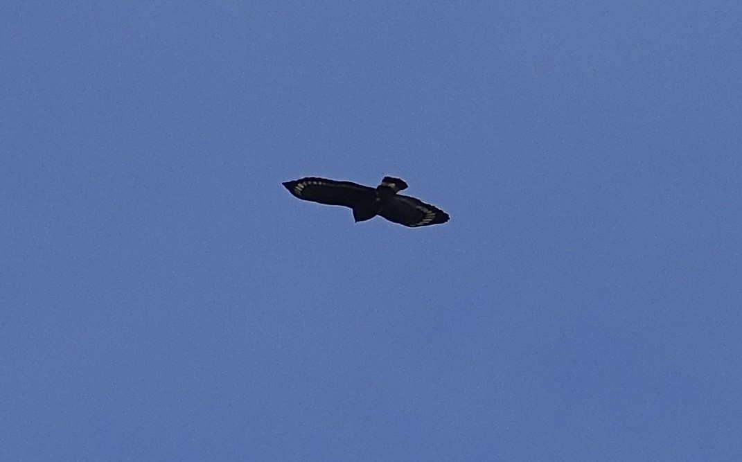 Mountain Serpent-Eagle - ML643683578