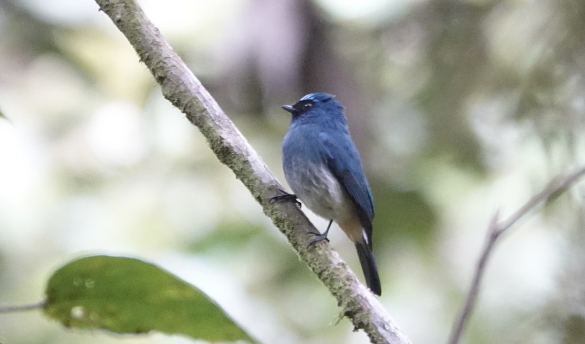 Indigo Flycatcher - ML643683591