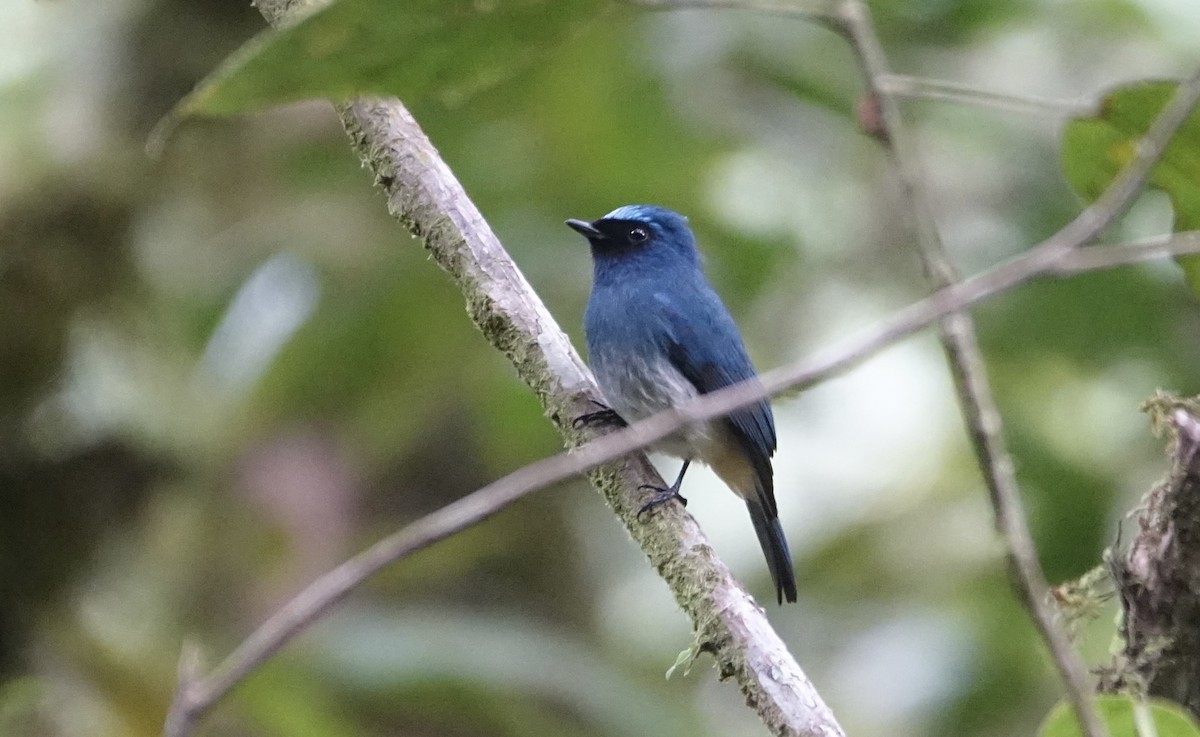 Indigo Flycatcher - ML643683592