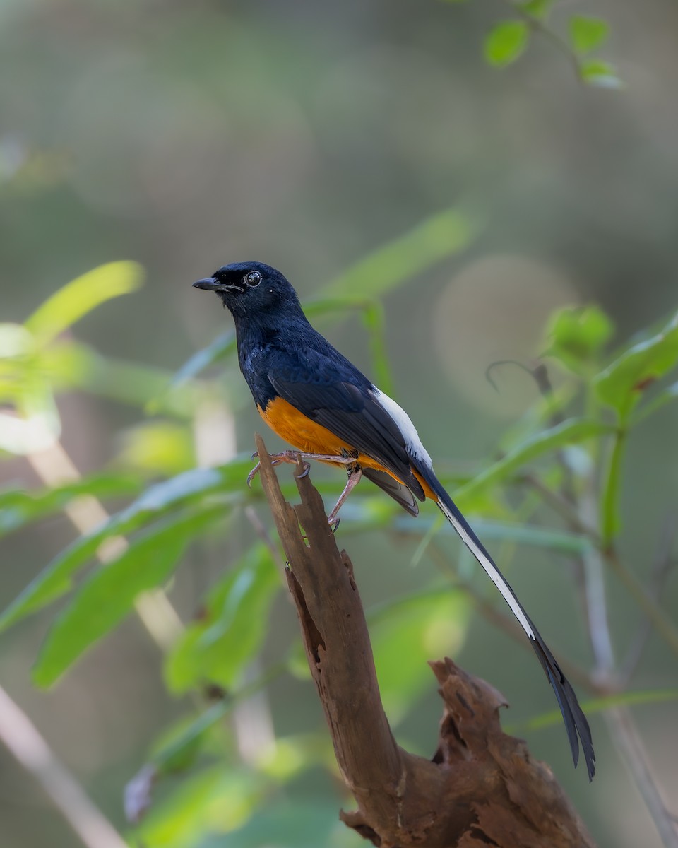 Sri Lankan Shama - ML643683600