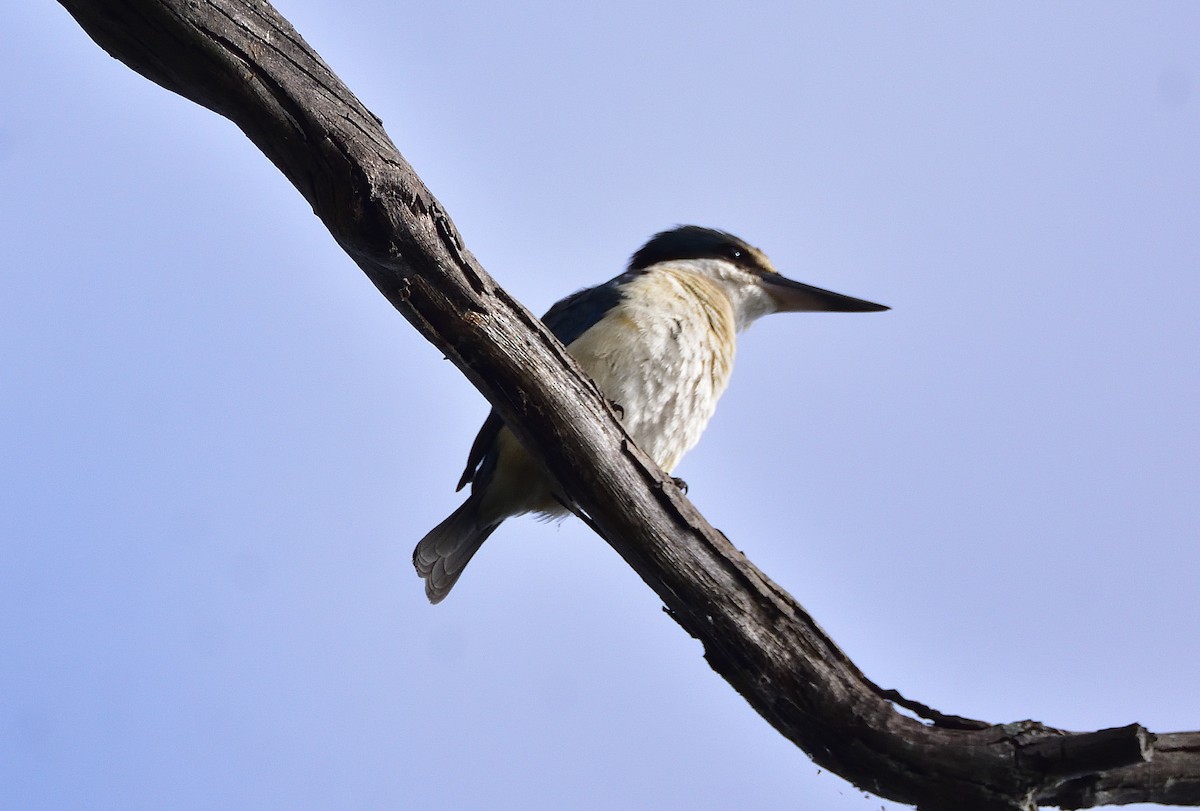 Sacred Kingfisher (Australasian) - ML643683641