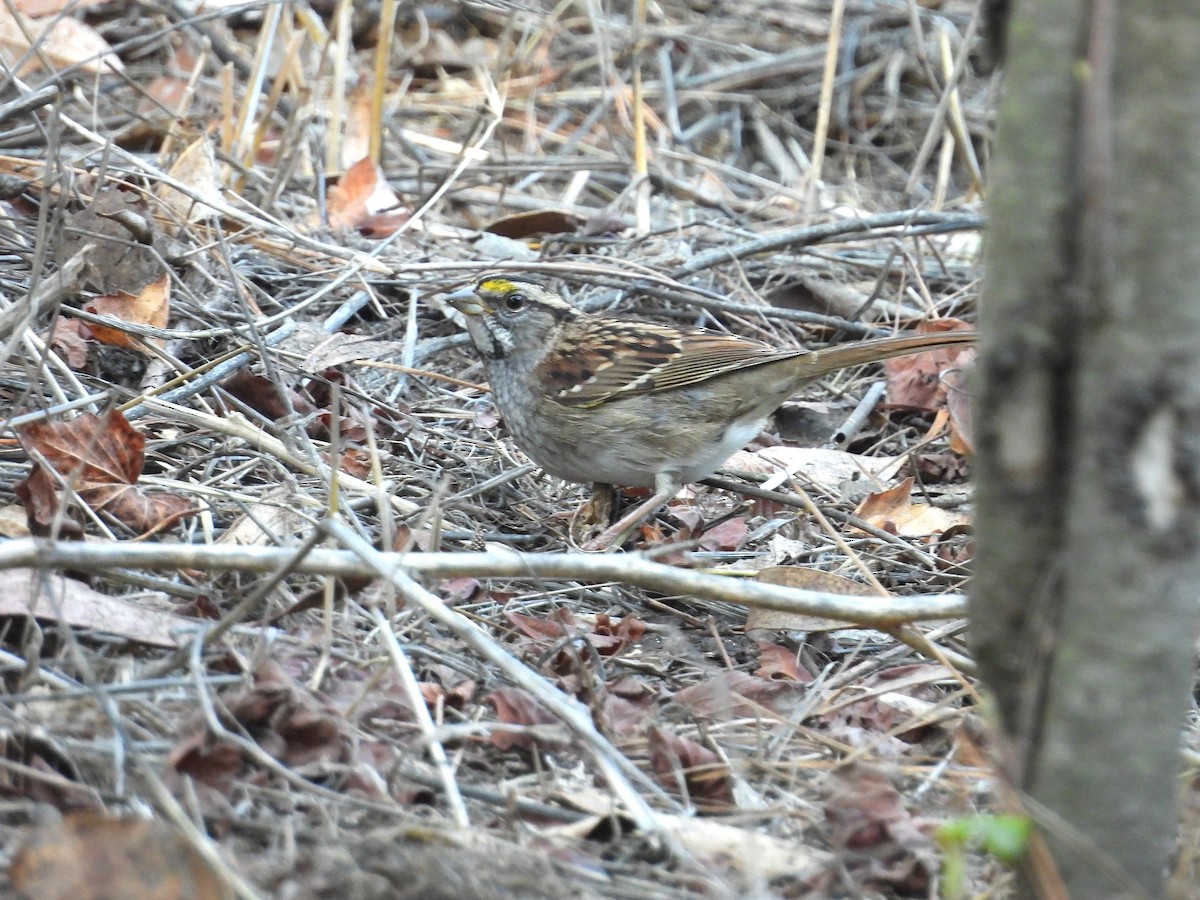 White-throated Sparrow - ML643683656