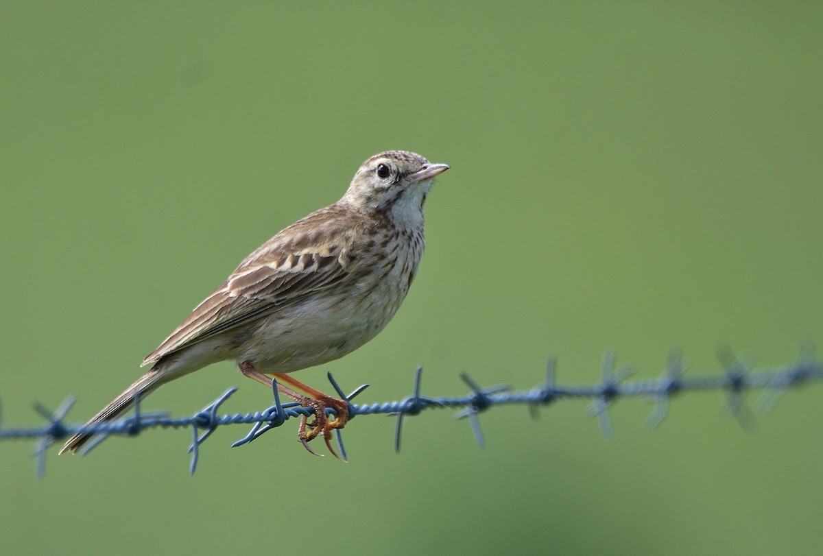 Australian Pipit - ML643683657