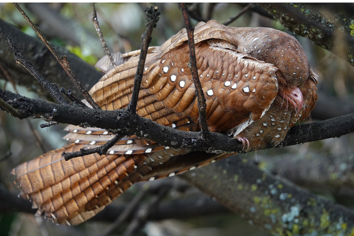 fettfugl - ML643683658