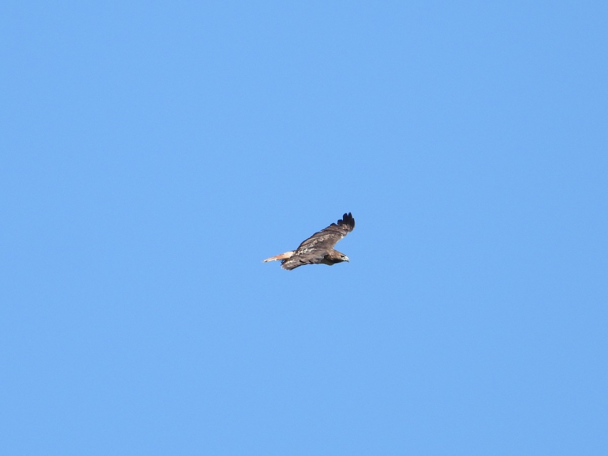 Zapelatz buztangorria - ML643683661