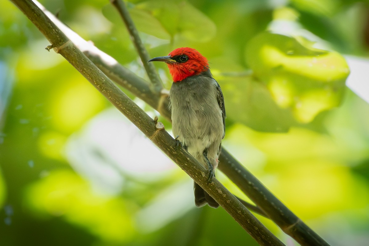 Red-headed Myzomela - ML643683666