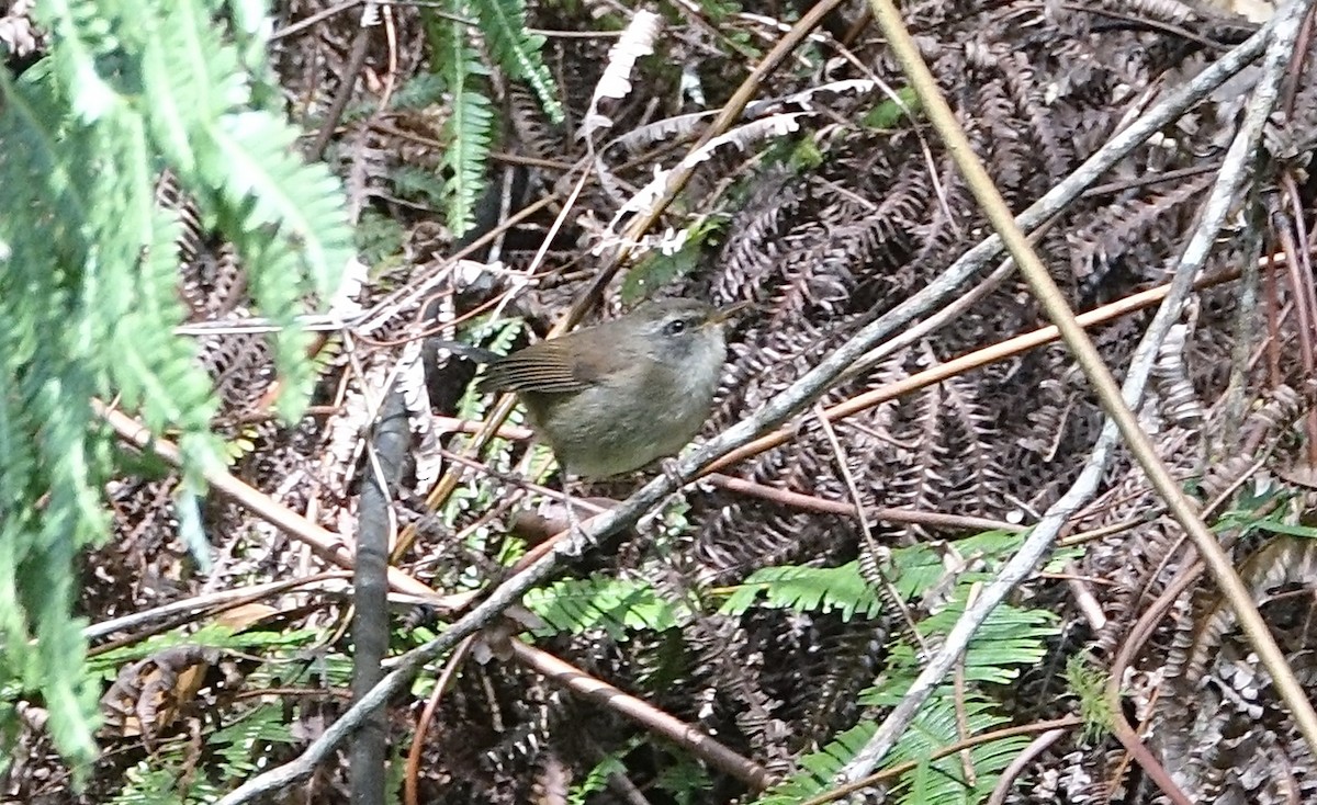 Aberrant Bush Warbler (Sunda) - ML643683710