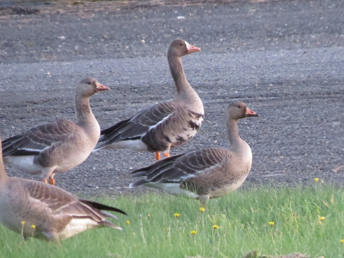 Greater White-fronted Goose - ML643683712