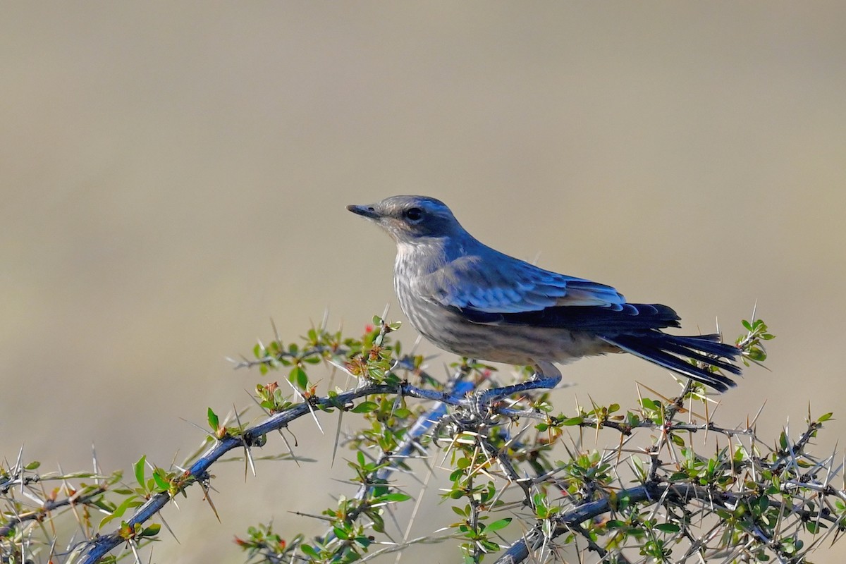 Chocolate-vented Tyrant - Jacques Erard